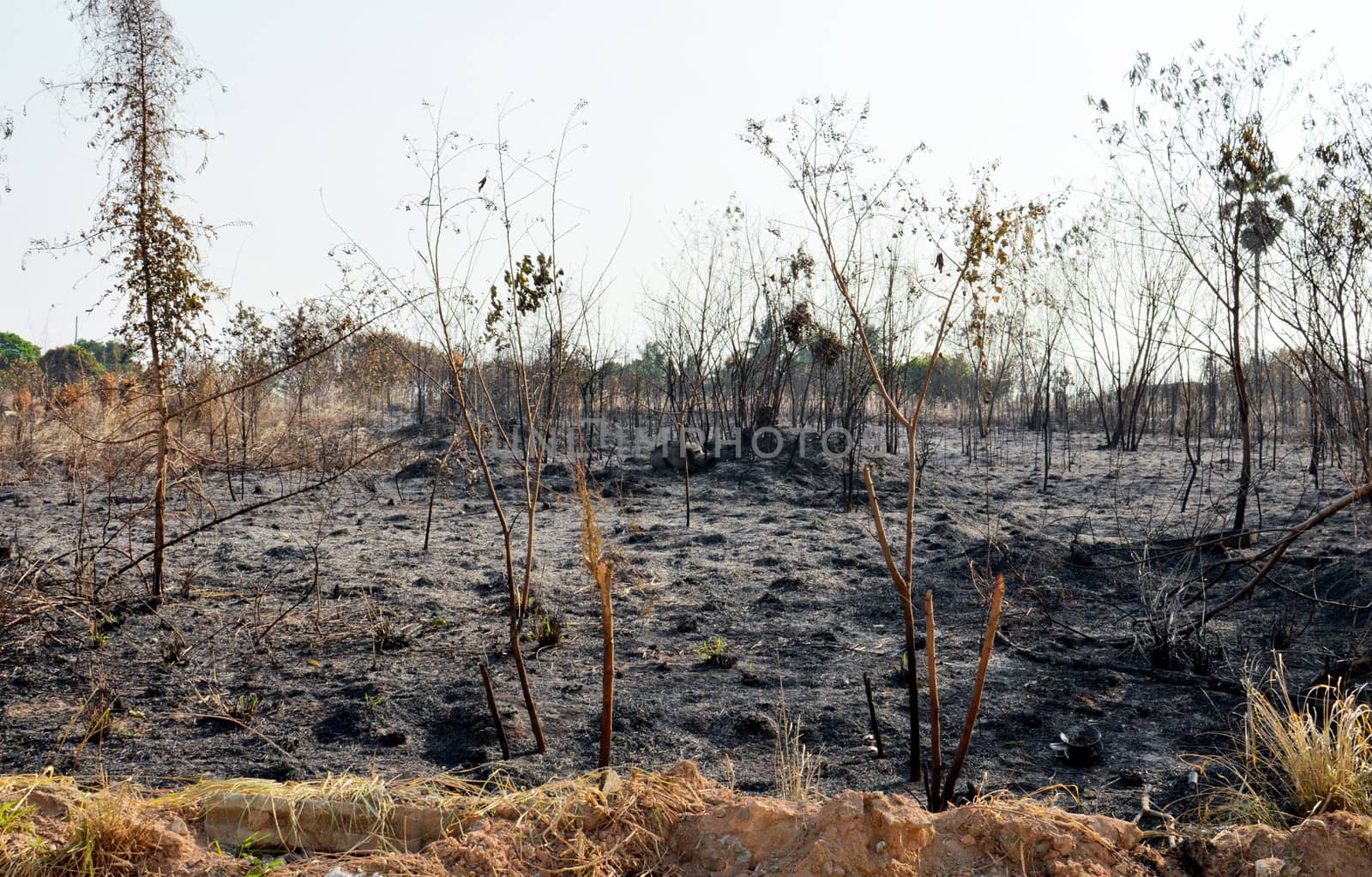 Fields of fire burn, Thailand