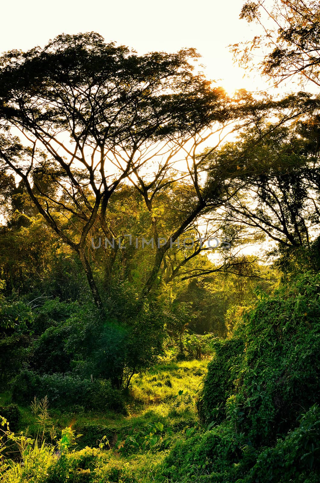 Nice sun ray with tree wilderness