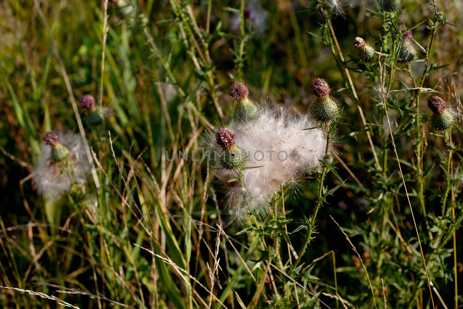 Spines and fuff on plants in green field in sunny day
