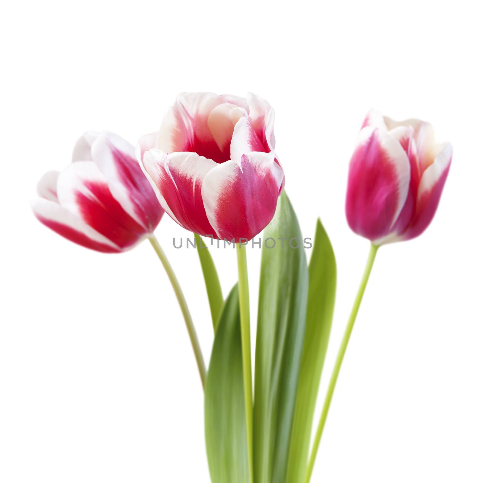 bouquet of tulips on white background, isoated