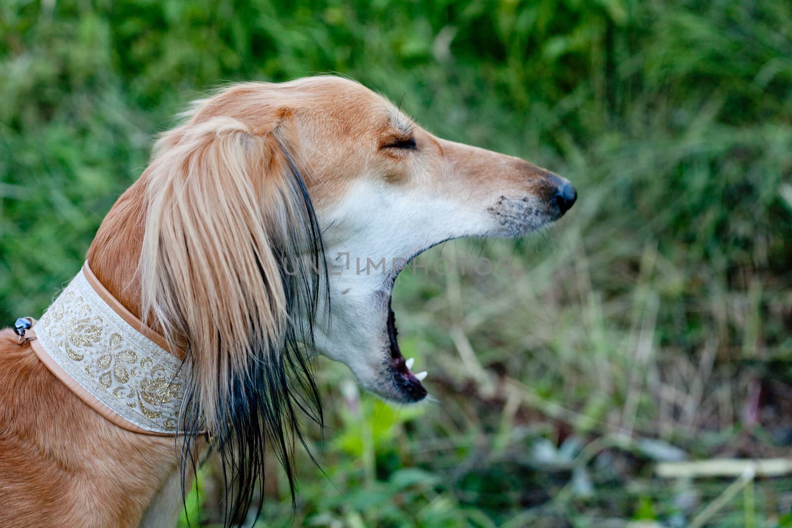 A portrait of brown saluki in green grass
