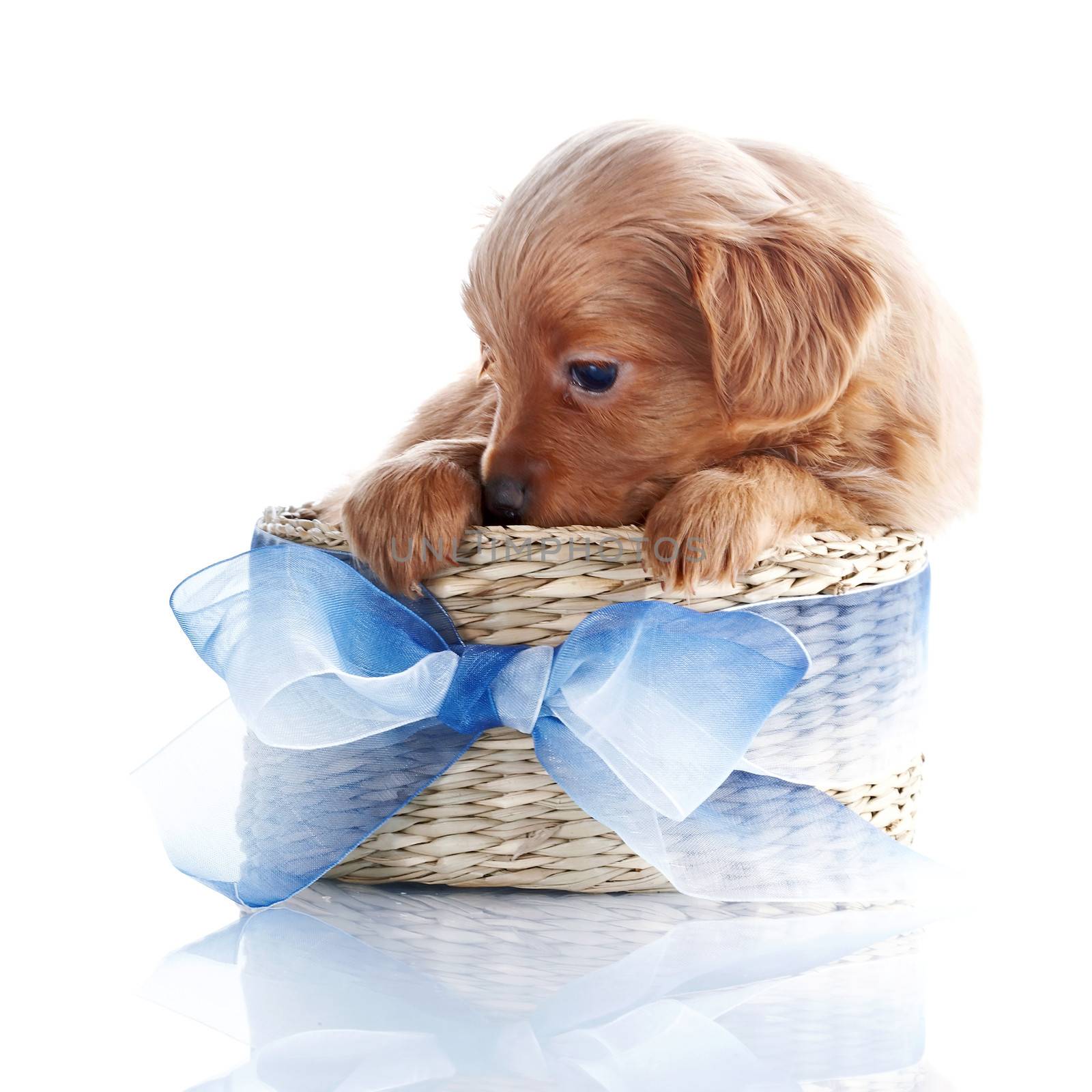 Puppy in a wattled basket with a blue bow. by Azaliya