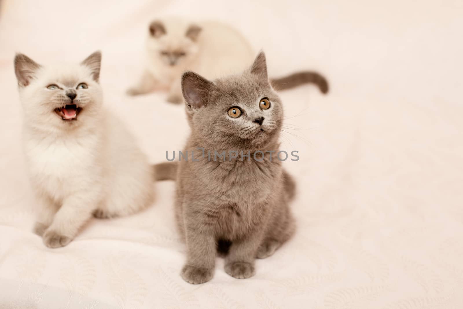 Three sitting kittens on pink background
