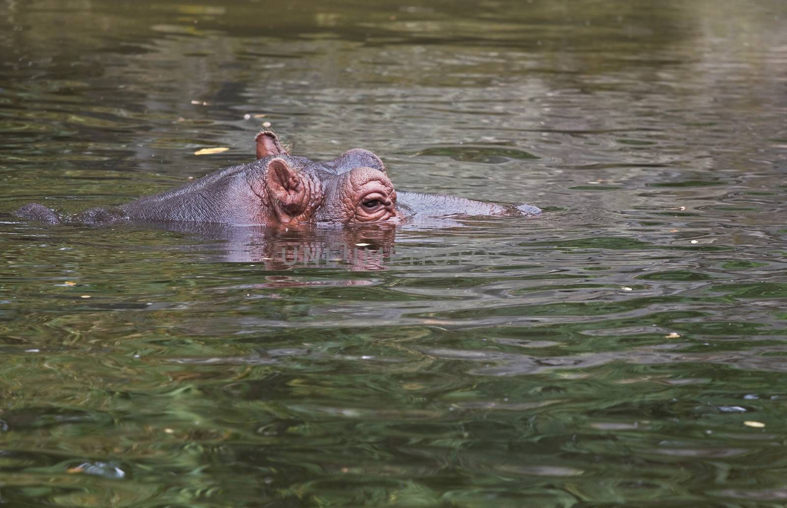 Hippo or Hippopotamus amphibius in water side angle view