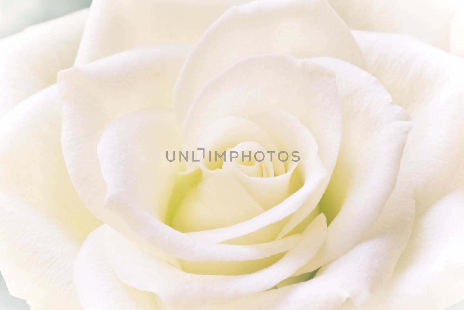 Beautiful romantic white rose in close view
