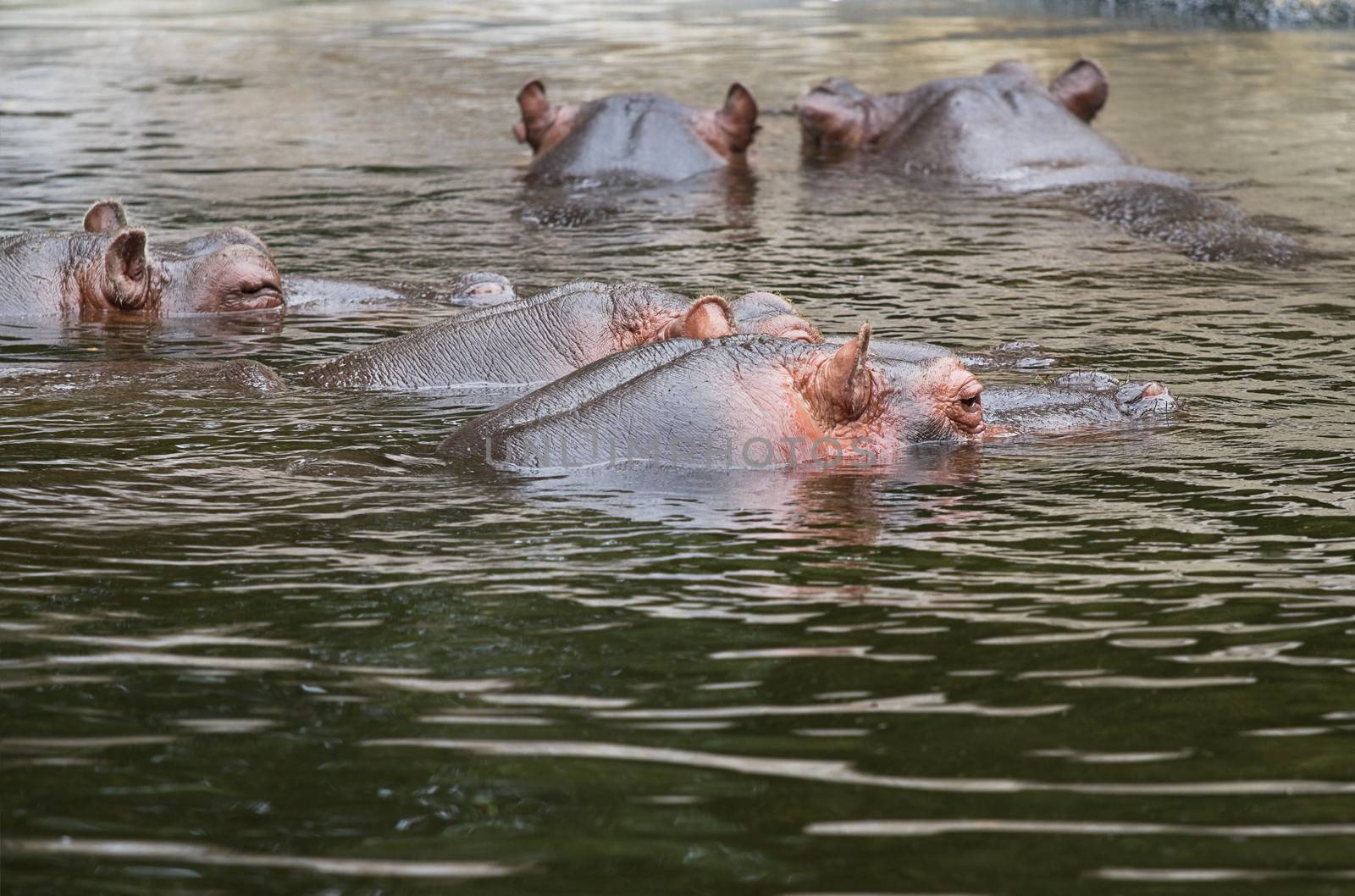Hippo or Hippopotamus amphibius group by Colette