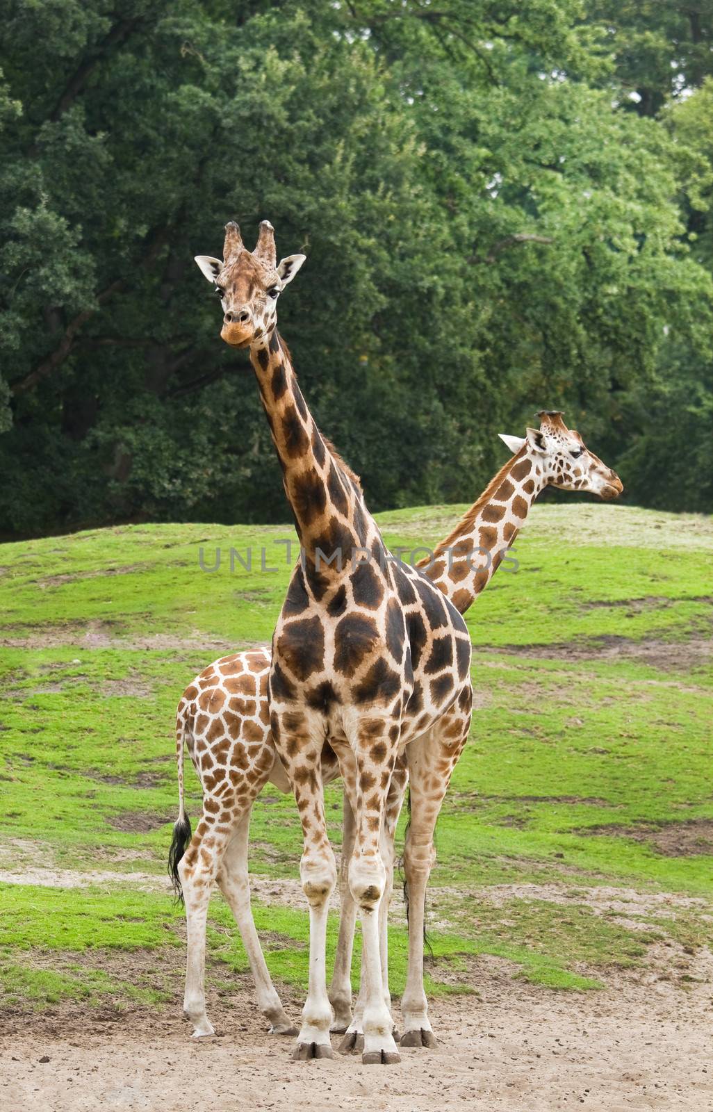 Two giraffes on field with trees in background