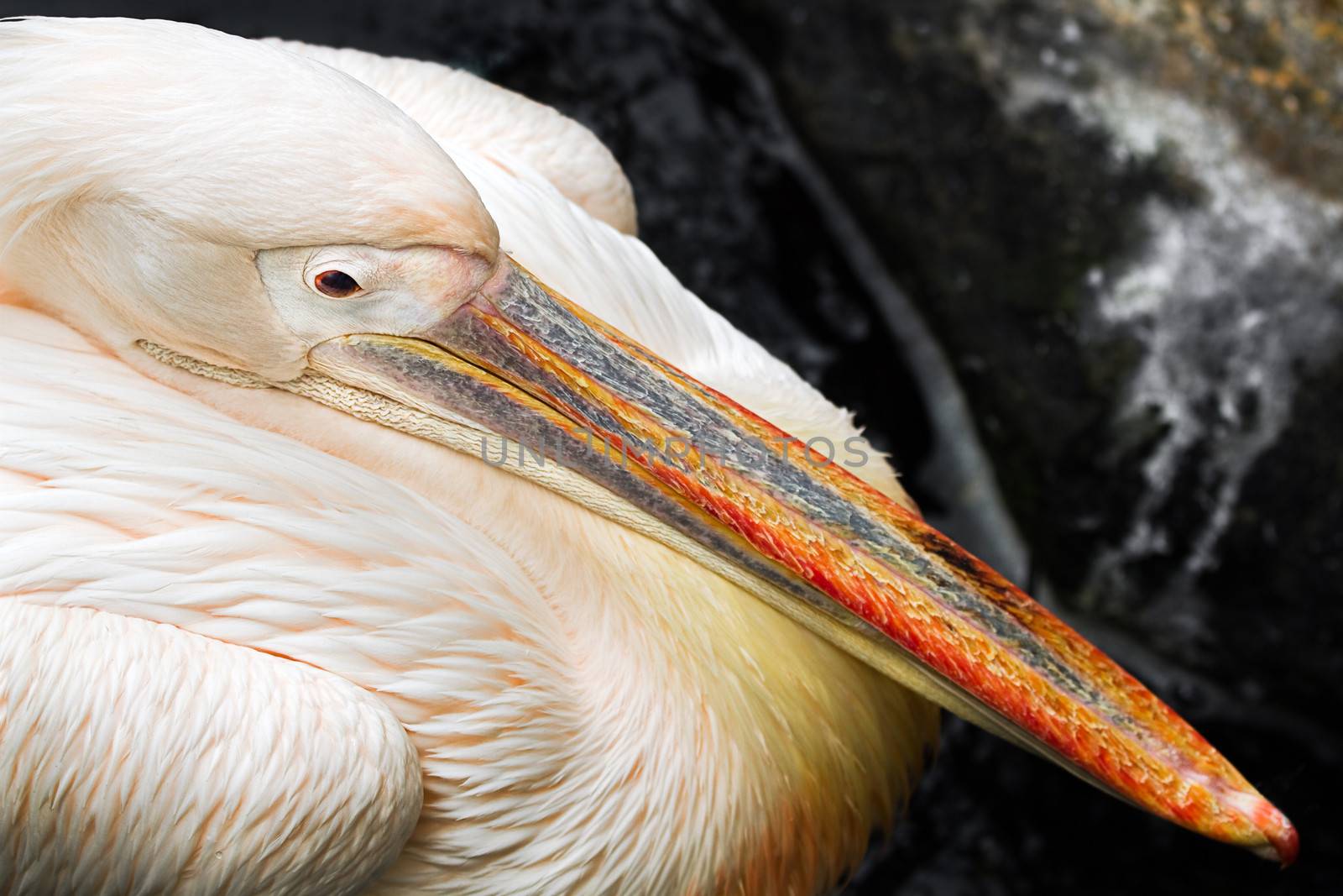 Close up Pelican seen from above