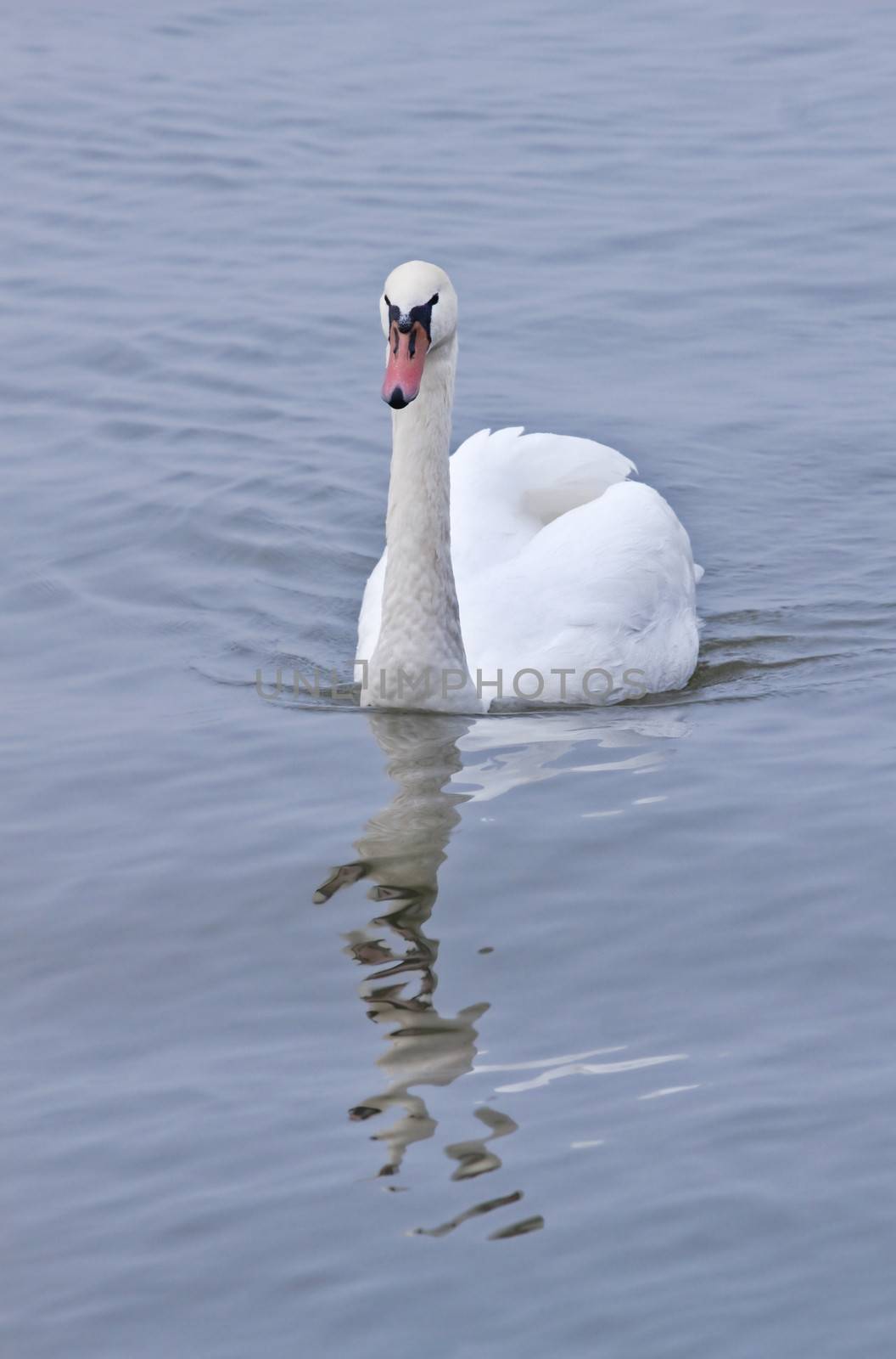 White Mute Swan  or Cygnus olor with reflection swimming on misty morning