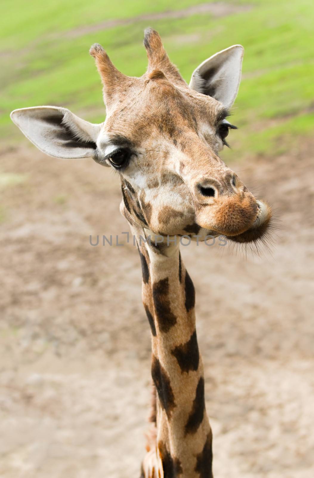 Funny giraffe with long thin neck in close view