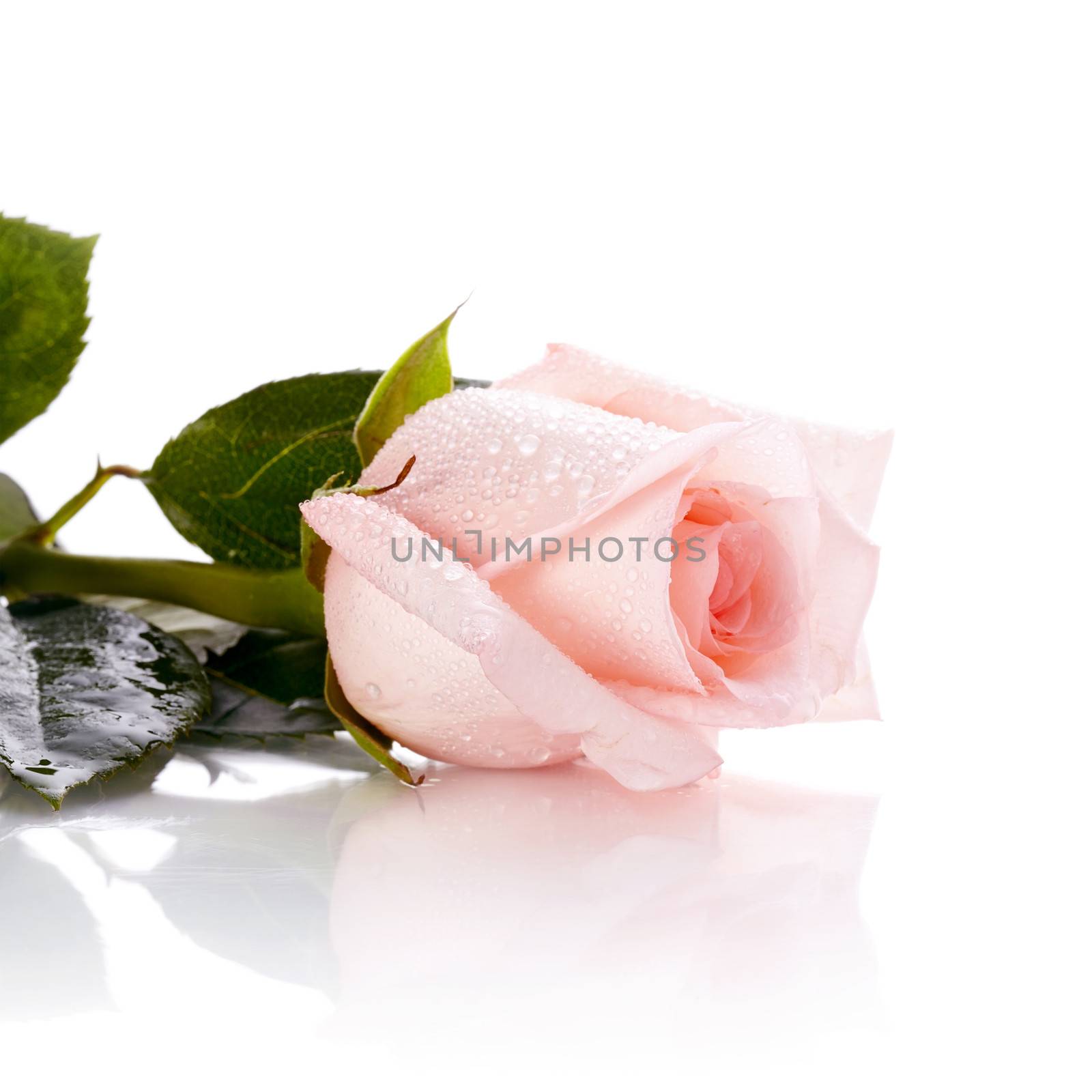 Bud of a pink rose. Beautiful rose. Pink rose. Rose on a white background. Pink flower.