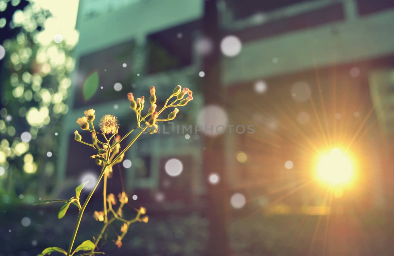 flowers of grass with sunset light