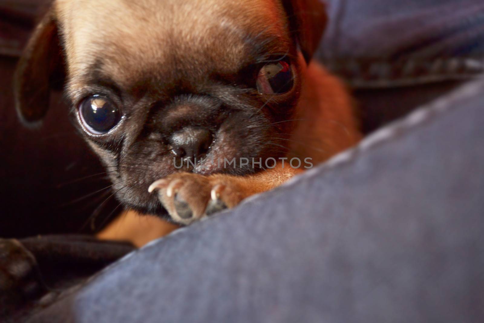 Pug puppy is sleeping on the bed