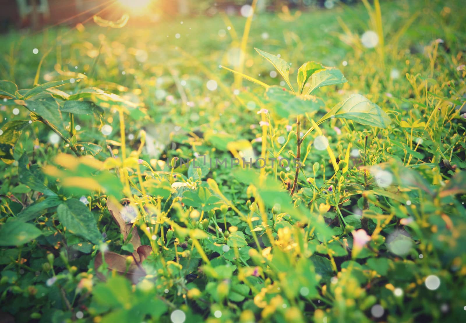 flowers of grass with sunset light