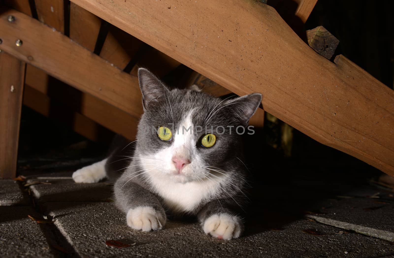 cute gray and white cat with bright eyes by ftlaudgirl