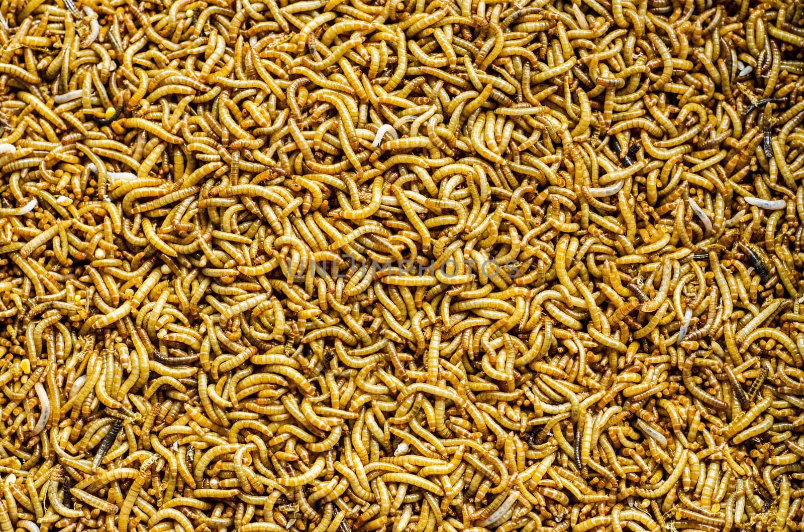 A scatter of mealworm larvae, used for feeding birds, reptiles or fish.