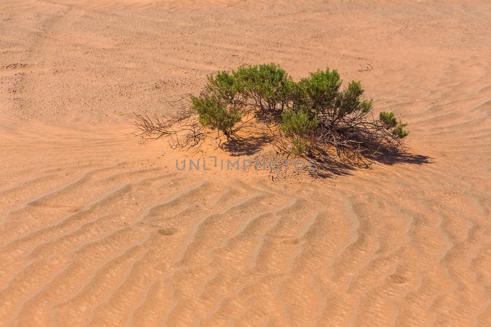 The Arabian desert on a hot sunny day