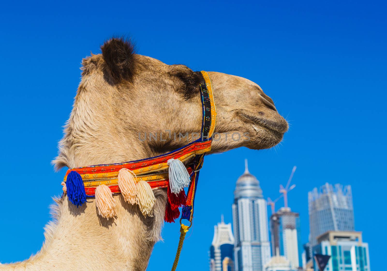 Camel on Jumeirah Beach in Duba by oleg_zhukov