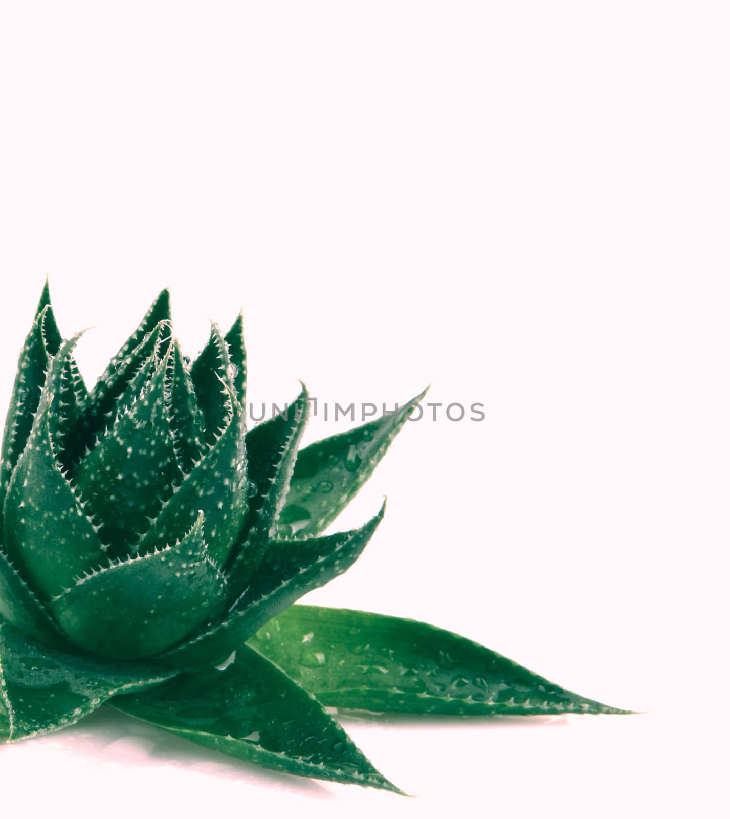 Aloe vera plant isolated on white background