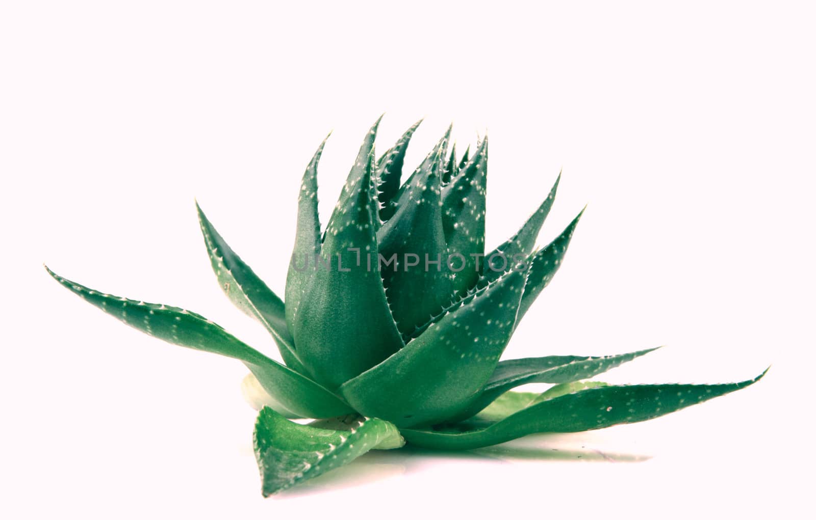 Aloe vera plant isolated on white background