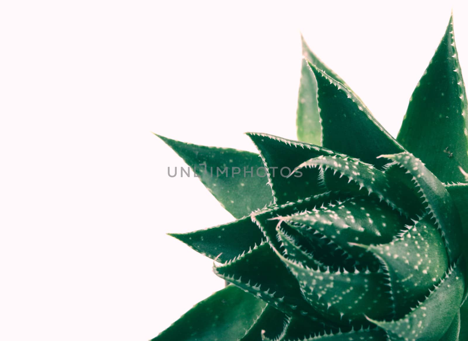 Aloe vera plant isolated on white background