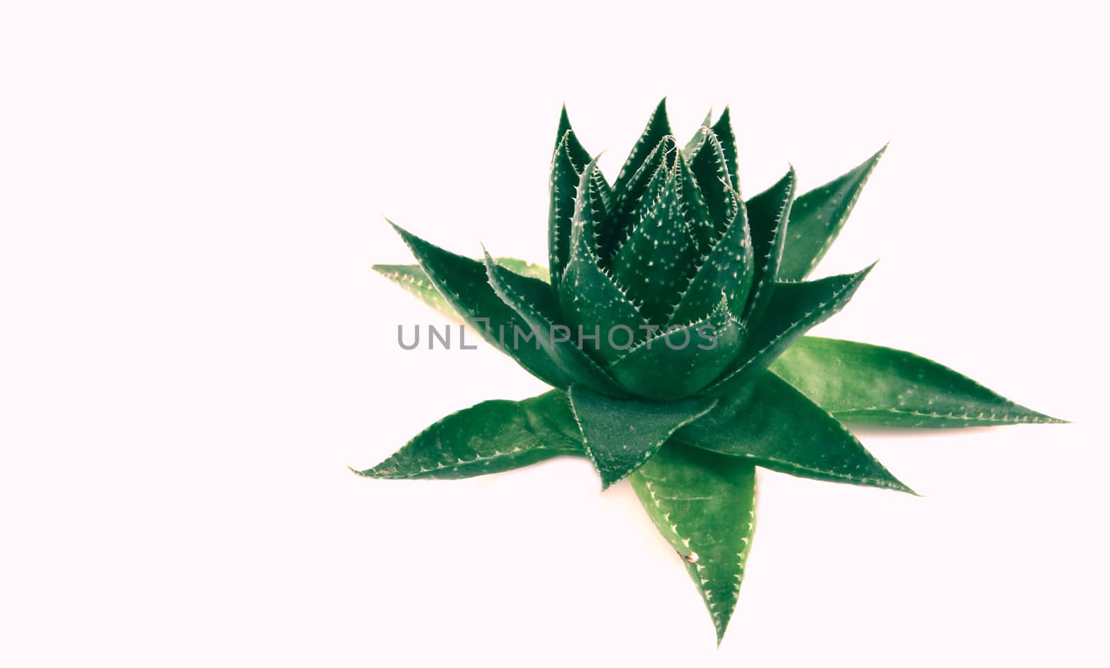 Aloe vera plant isolated on white background
