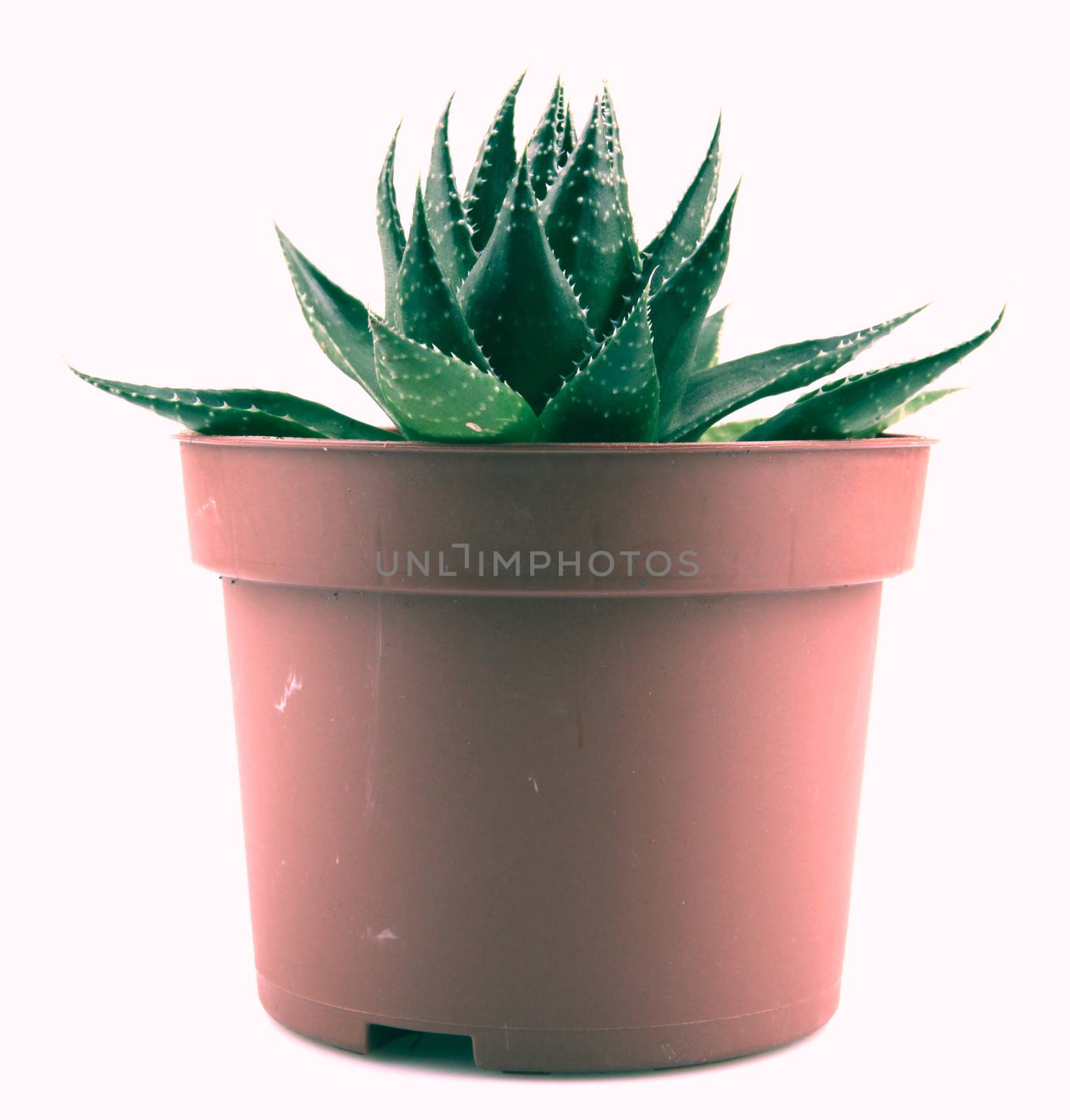 Aloe vera plant isolated on white background
