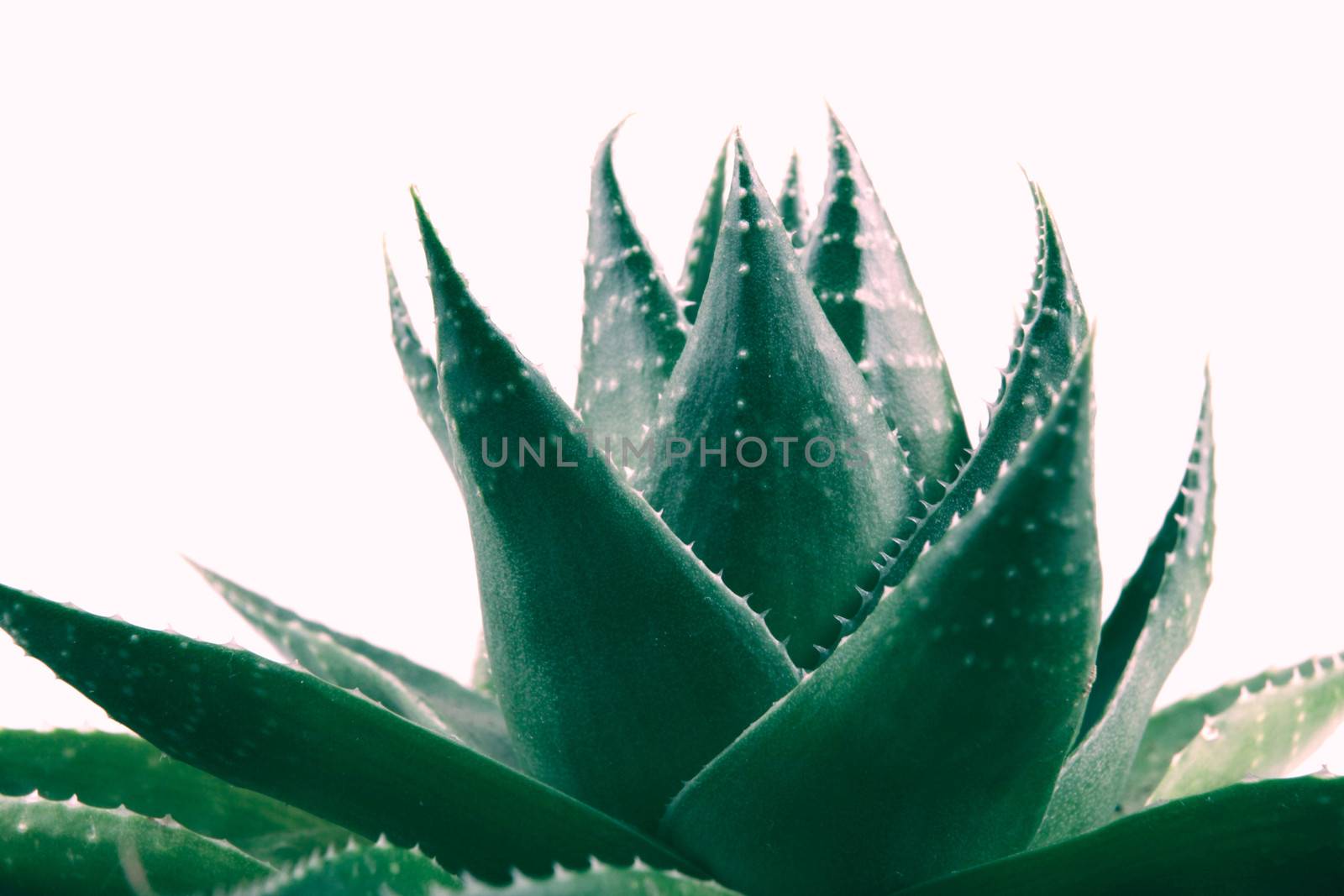 Aloe vera plant isolated on white background