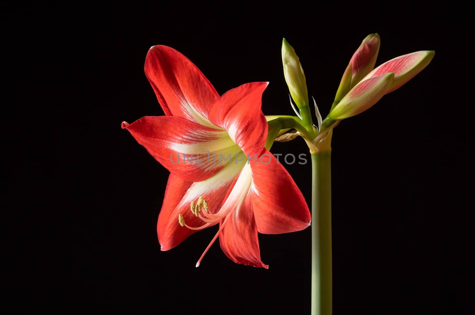 Red amarilis flower