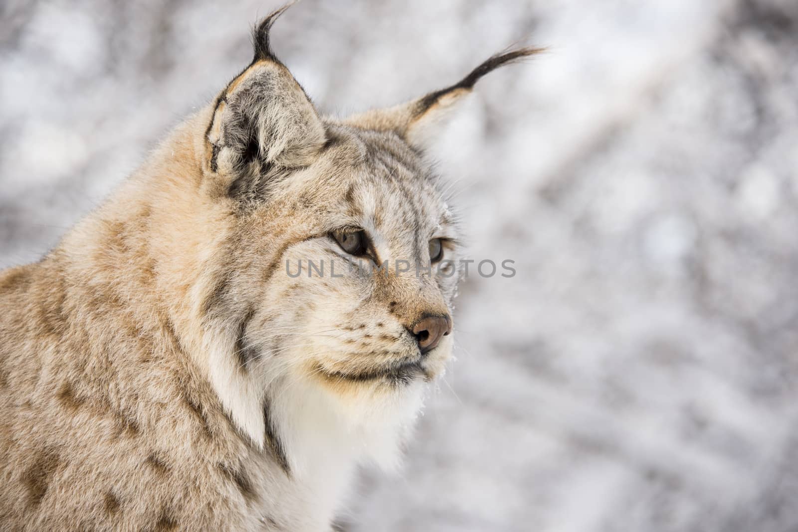 Lynx in the forest by GryT