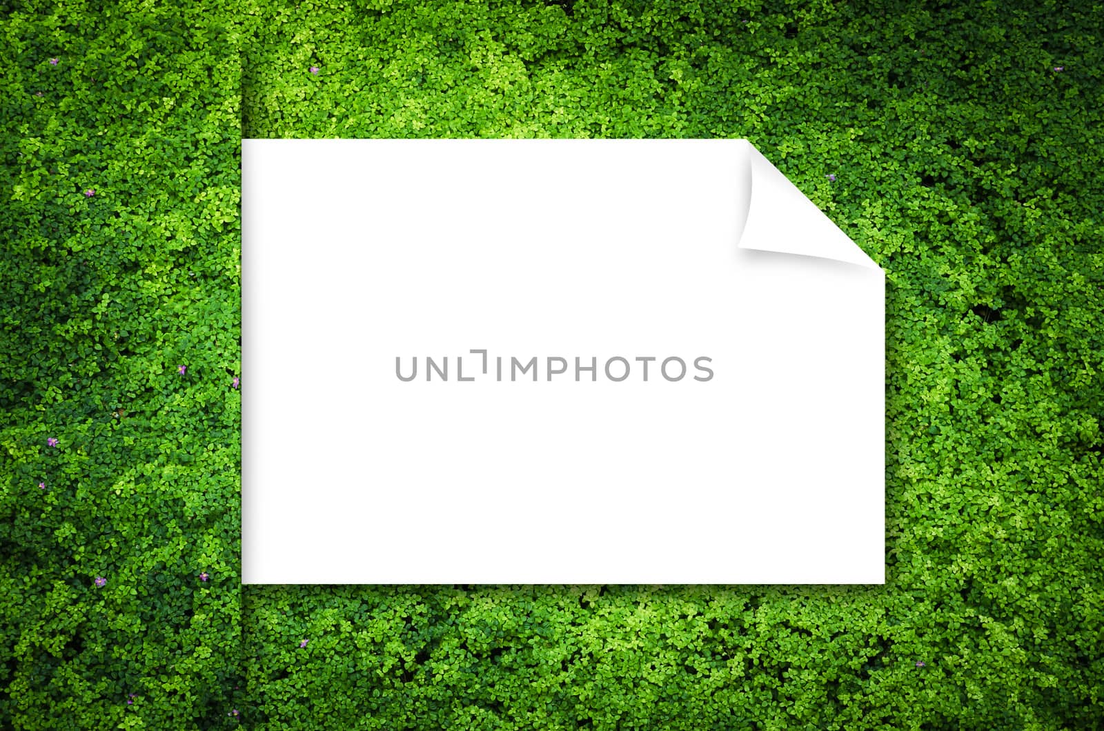 Nature Green Background, grass cover eco