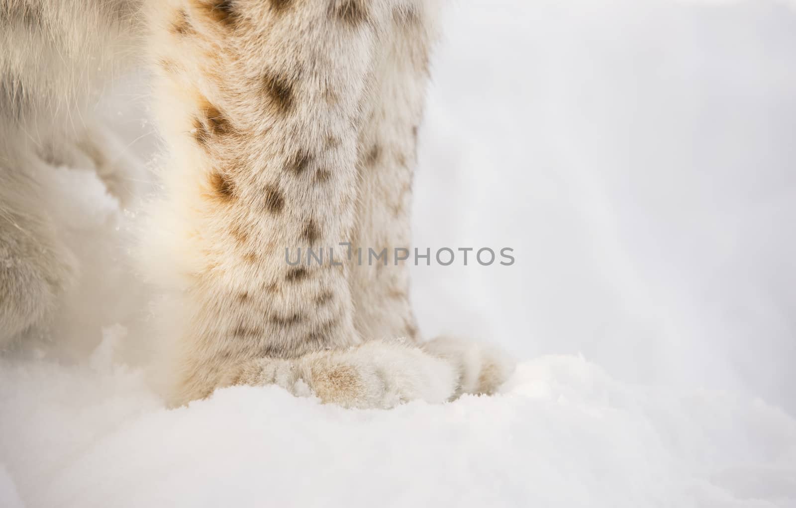 Close-up of lynx feet in the snow