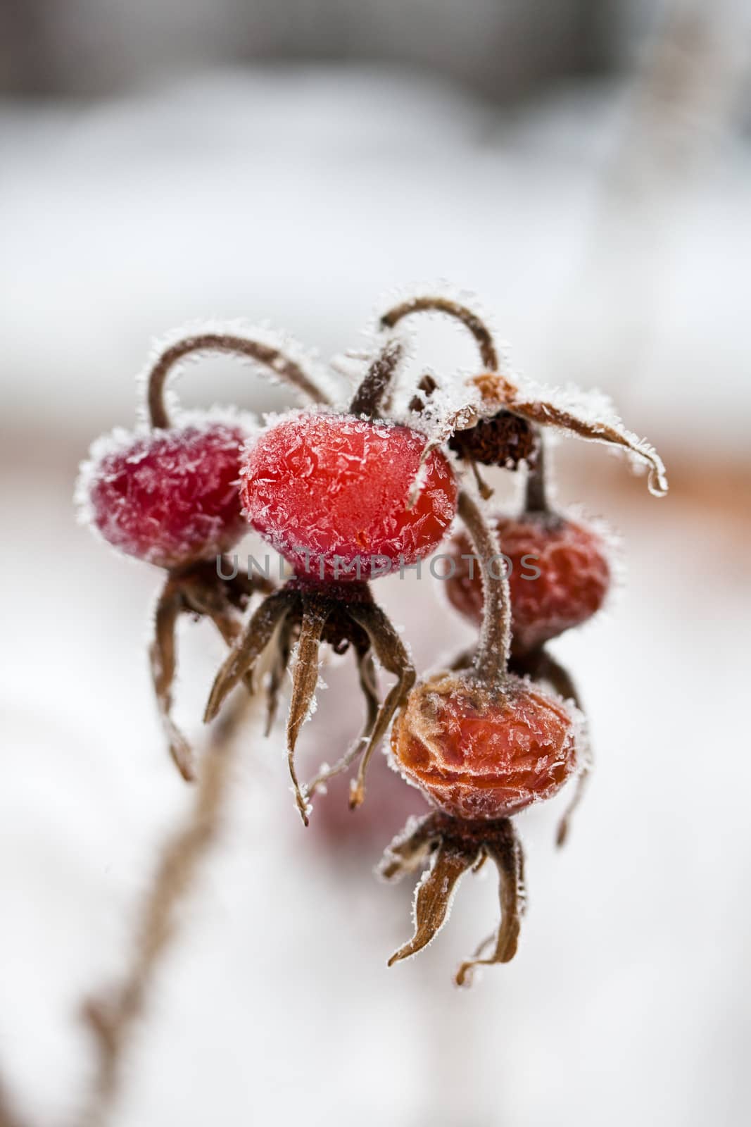Frozen wild rose hips by vicdemid