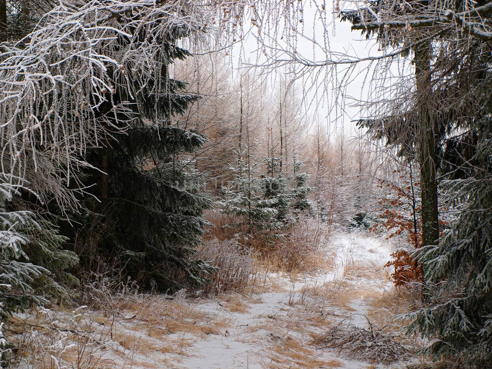 Secluded snowy forest with trees covered with frost