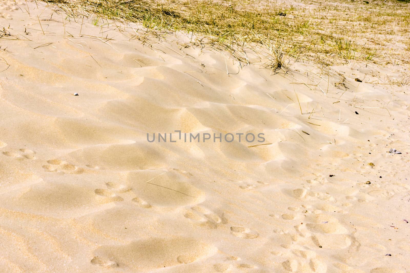 Sand background, National Park Zuid Kennemerland, The Netherland by Tetyana