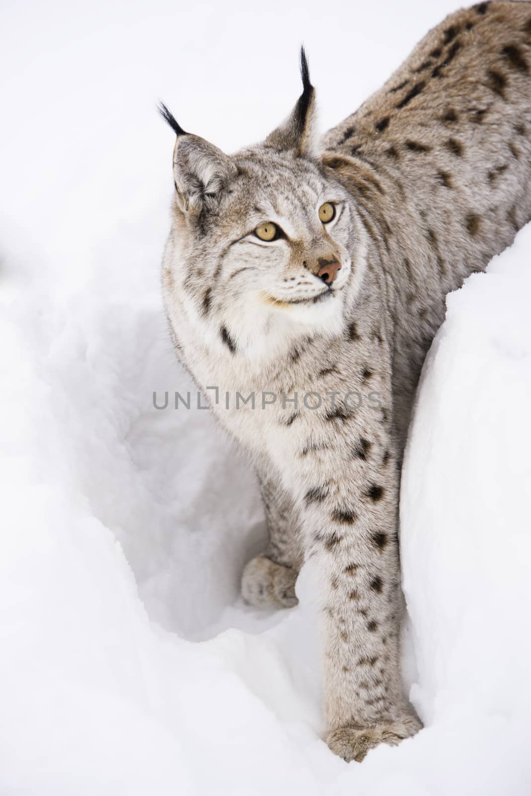 A lynx is walking in the snow. Isolated against the snow