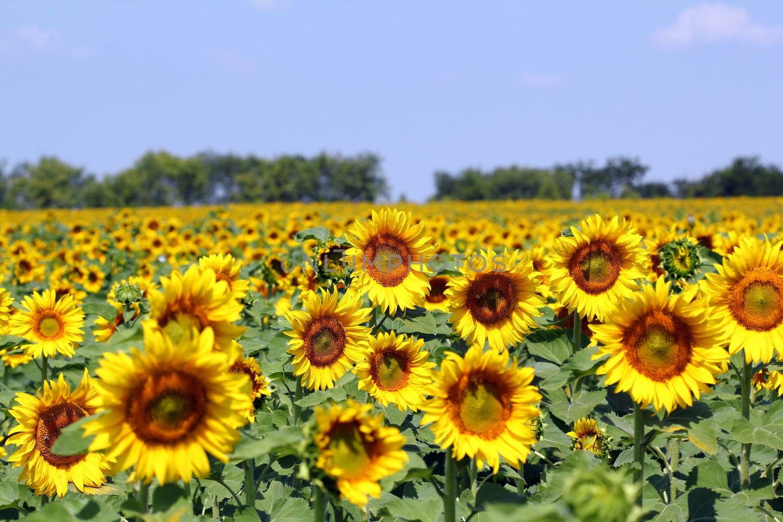 sunflower field rural landscape summer season by goce