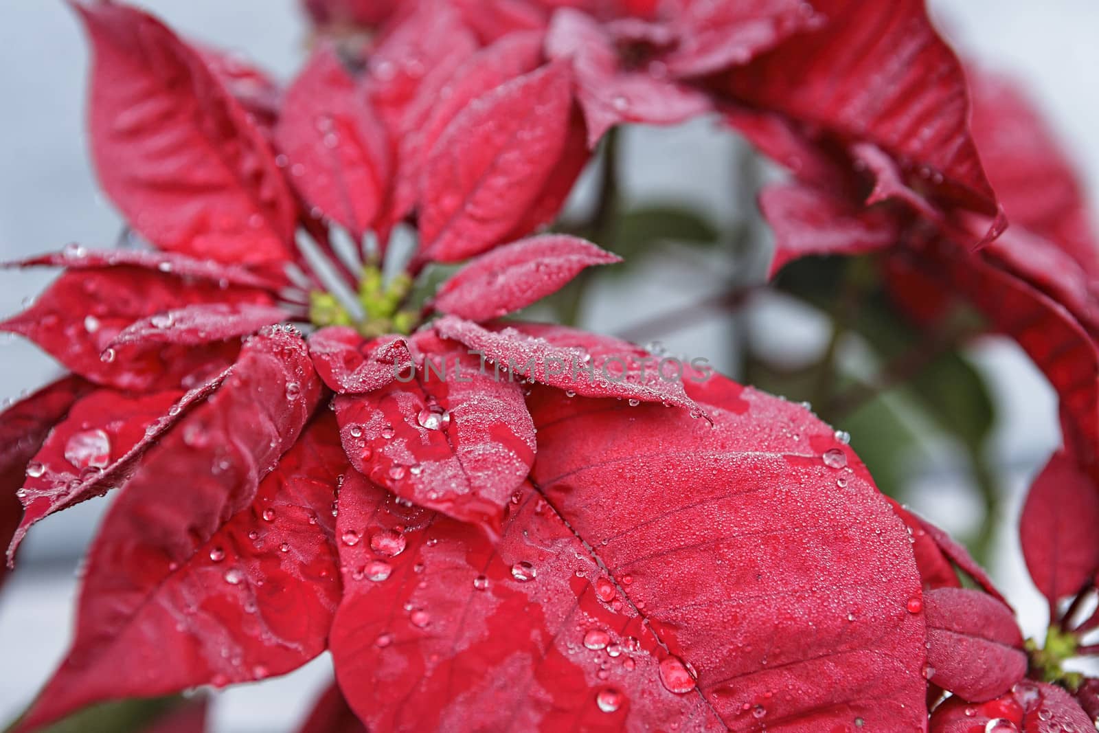 Red poinsettia flower (Euphorbia pulcherrima), closeup