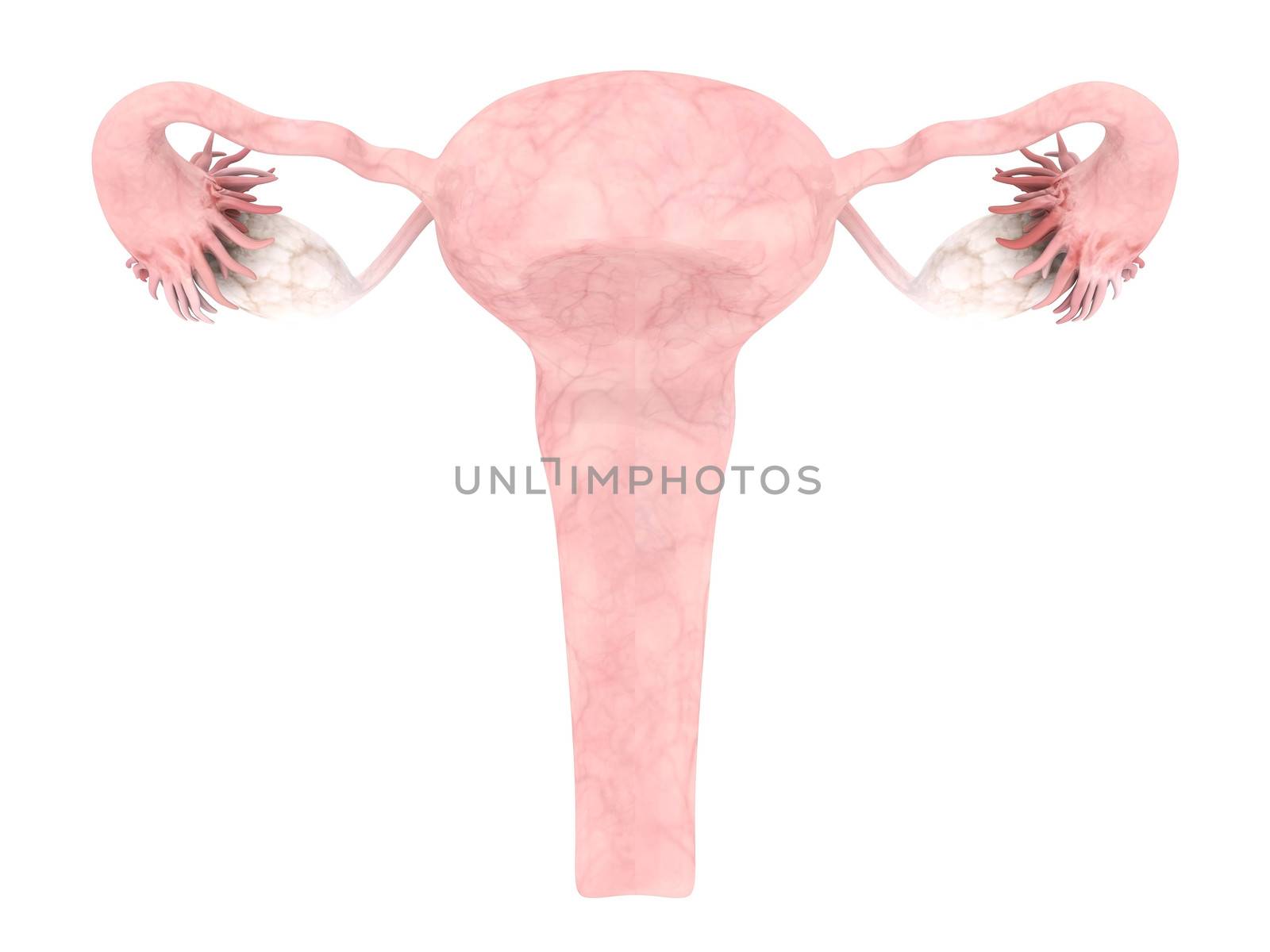 model of the uterus isolated on white background