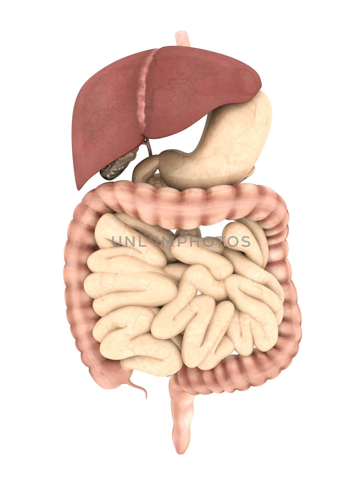 model of the digestive system isolated on white background