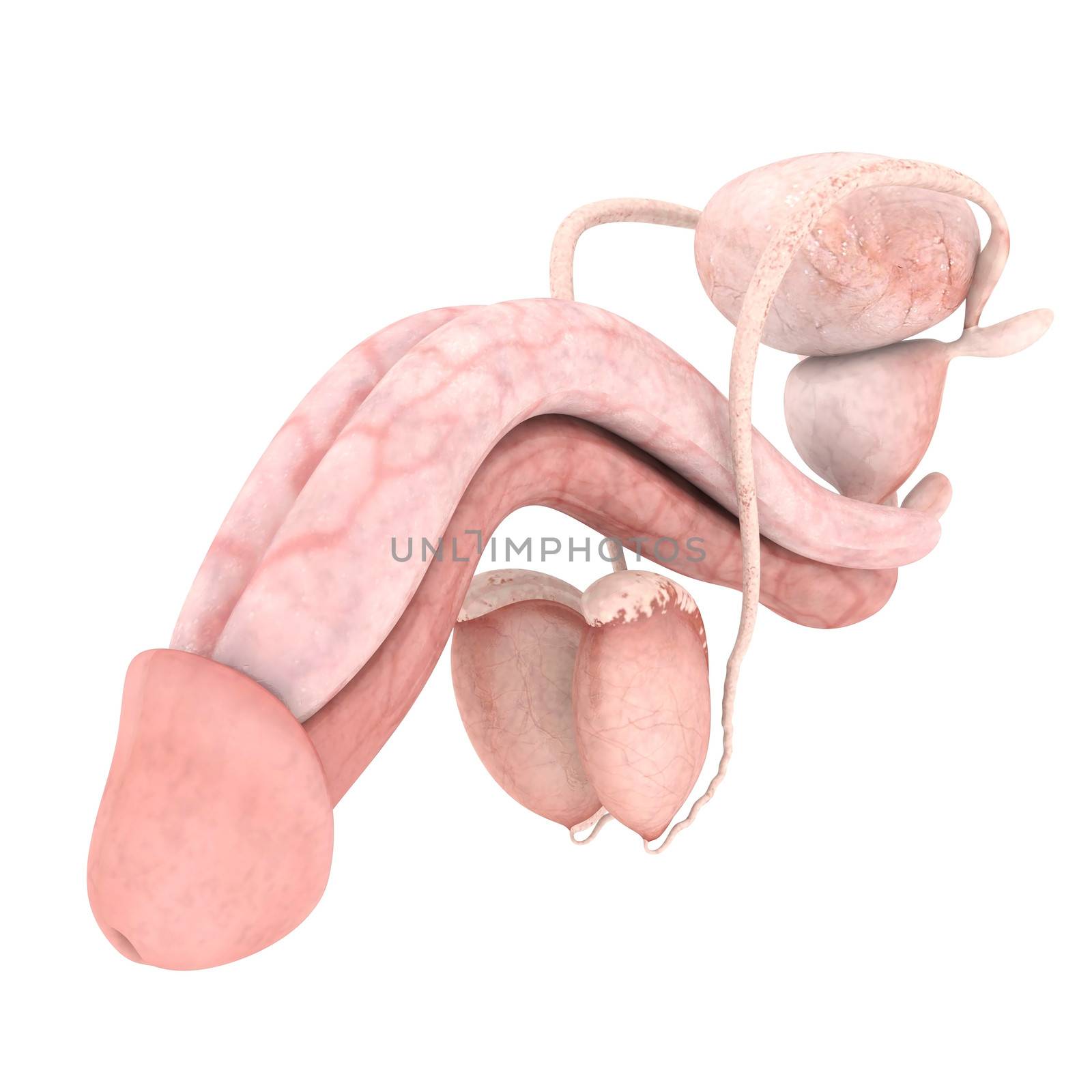 model of male reproductive system isolated on white background