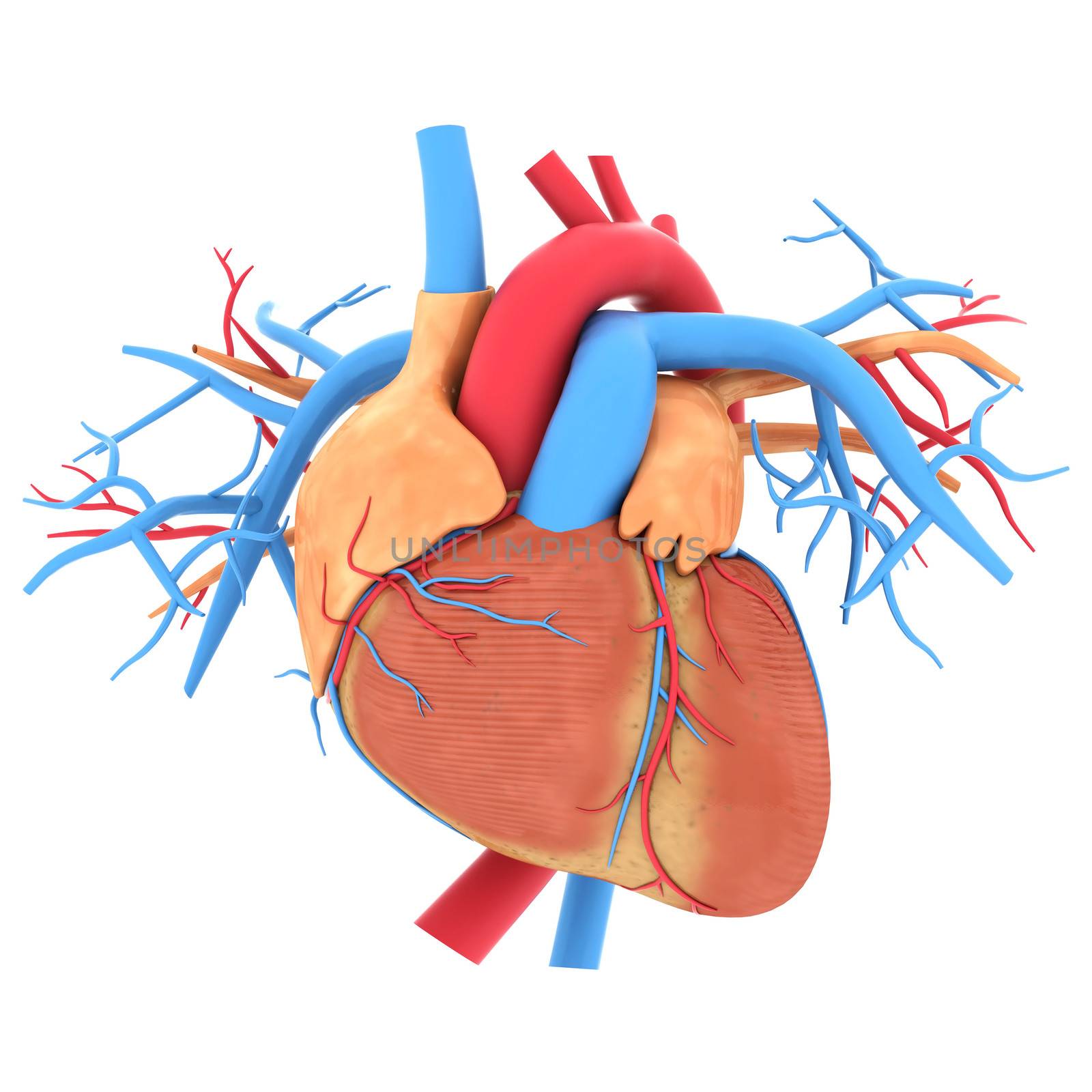 model of heart isolated on white background