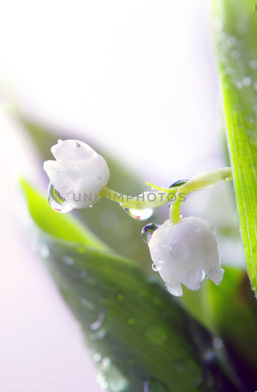 Close up of Lily of the valley