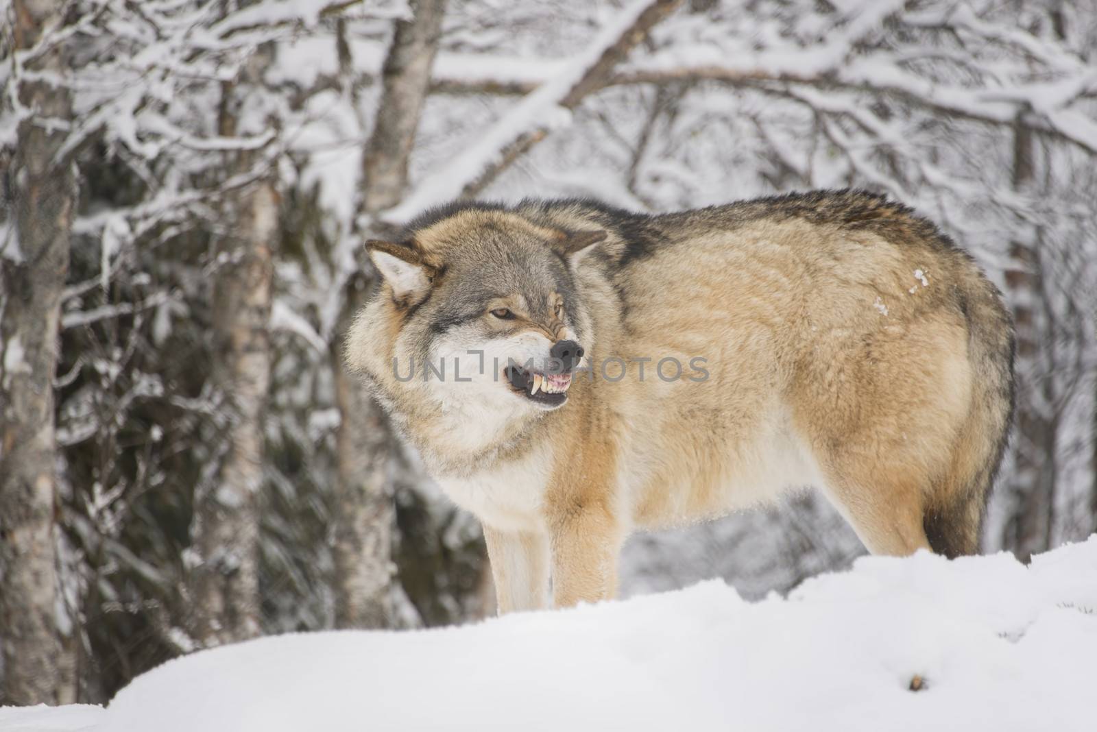 Wolf snarling by GryT