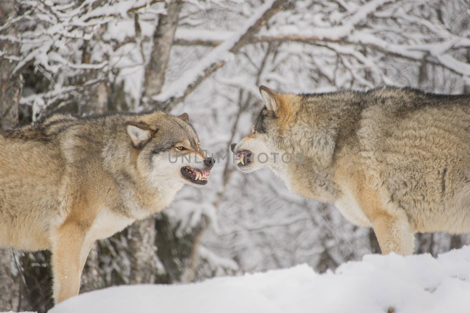 Wolves fighting by GryT