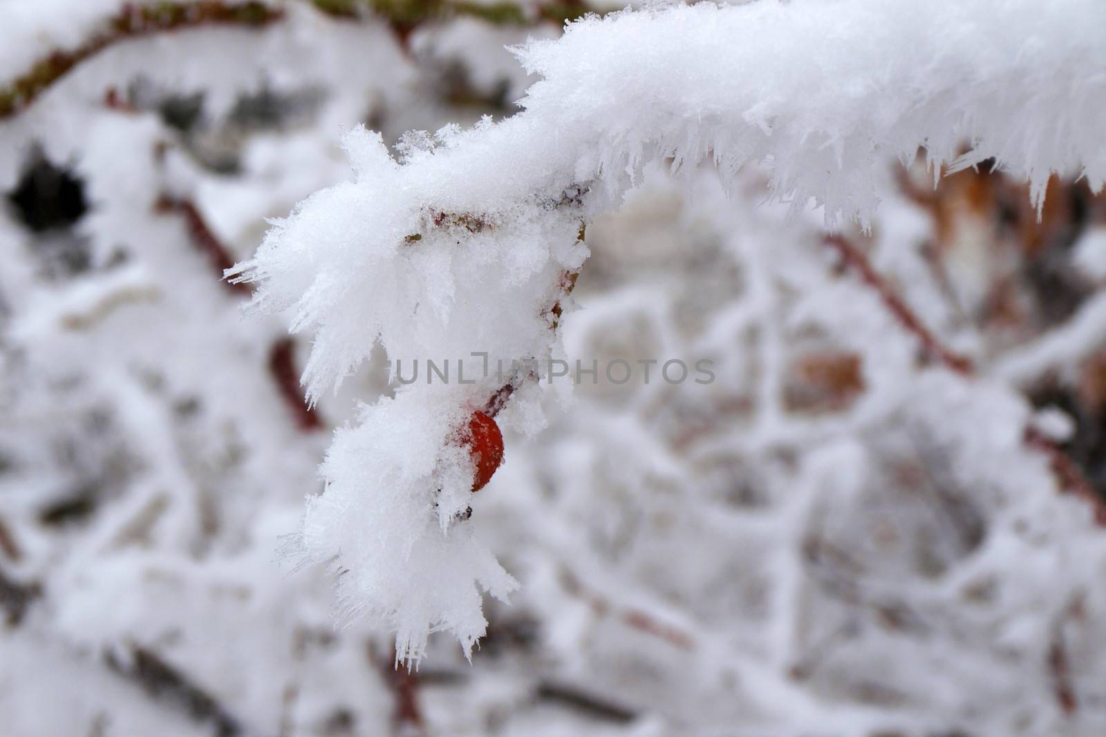 Frozen branches of rosehip bush with a hidden hip under icing