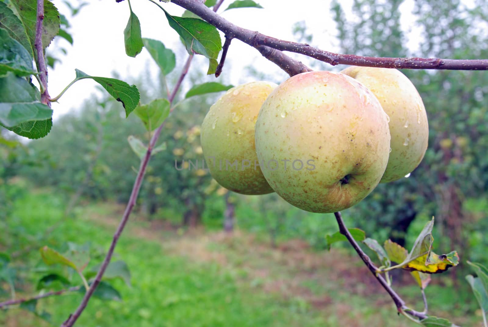 Three yellow apple in a apple garden.