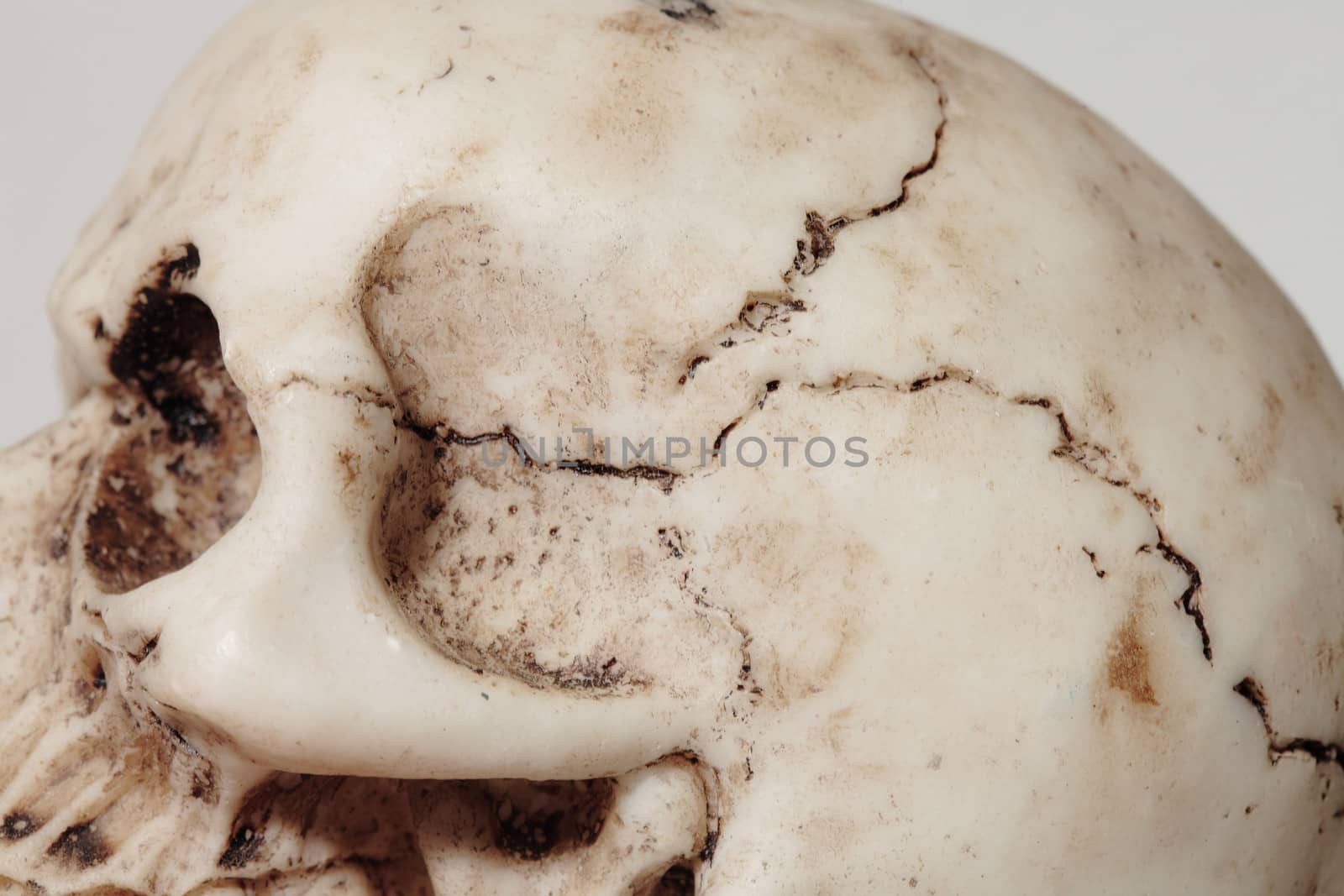 detail of an human cranium