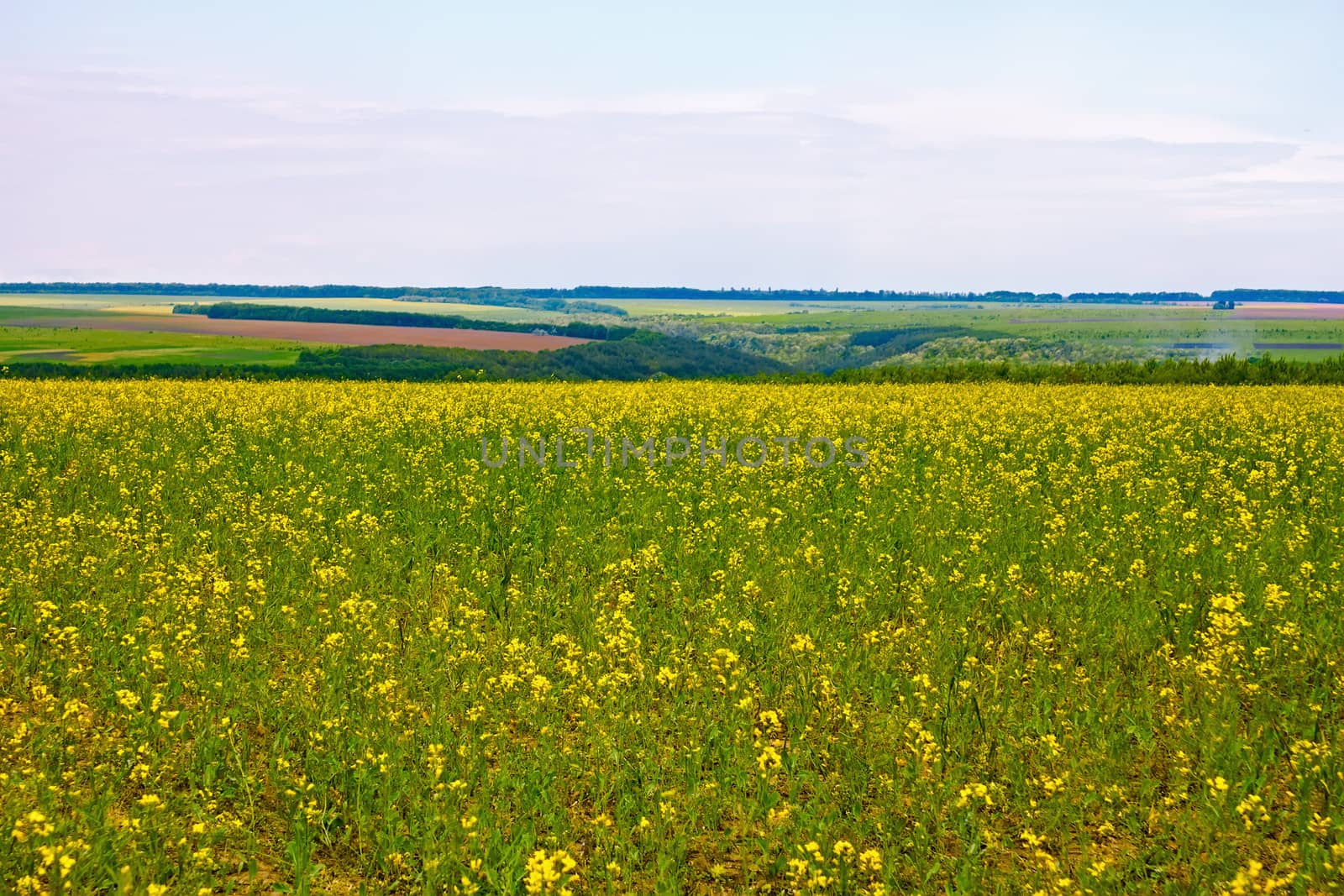 Blooming canola field by qiiip