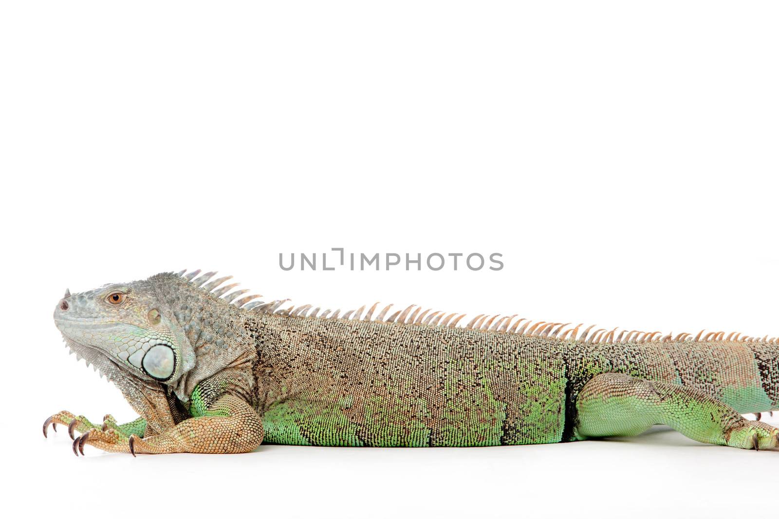 Young iguana in a white studio havingnice time